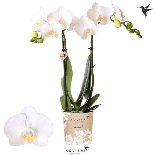 Phalaenopsis Amabilis 40cm 9cm Pot