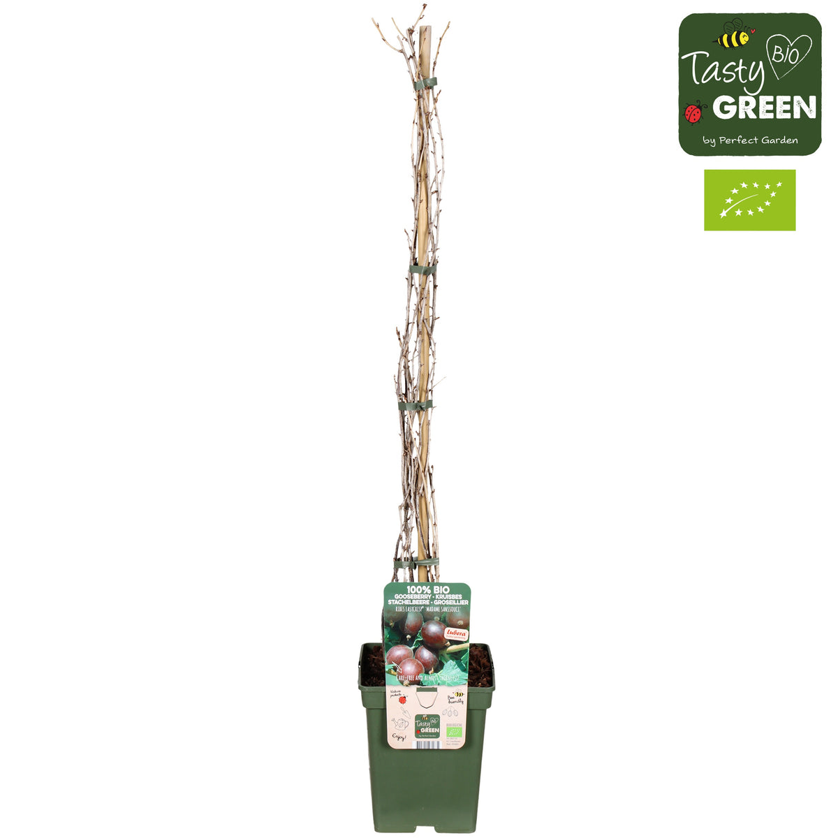 Ribes mix 100cm 23cm Pot