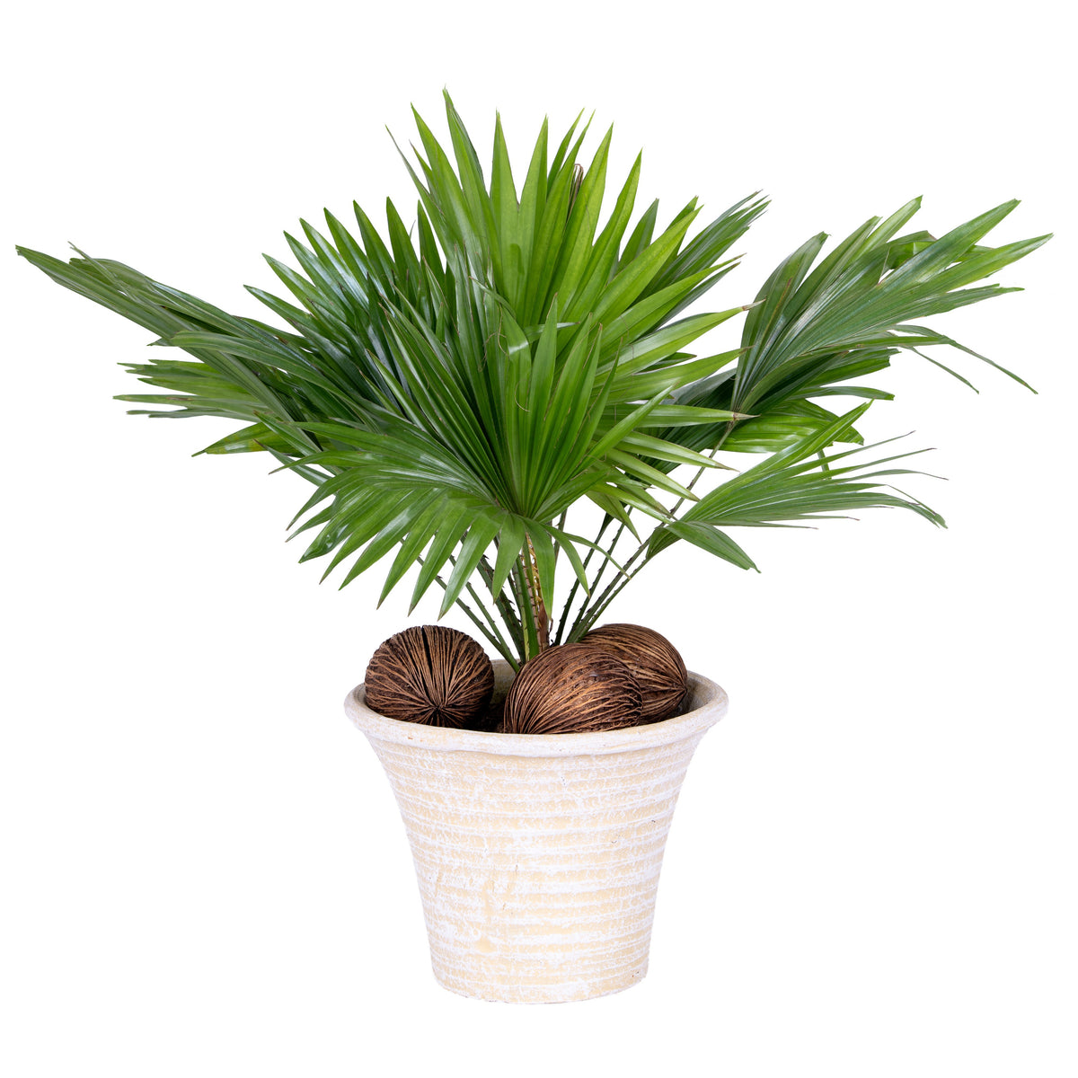 Livistona rotundifolia 50cm 19cm Pot