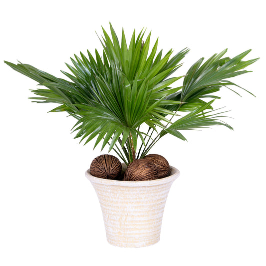 Livistona rotundifolia 50cm 19cm Pot
