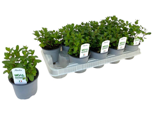 Mentha spicata (Mint) 20cm 12cm Pot