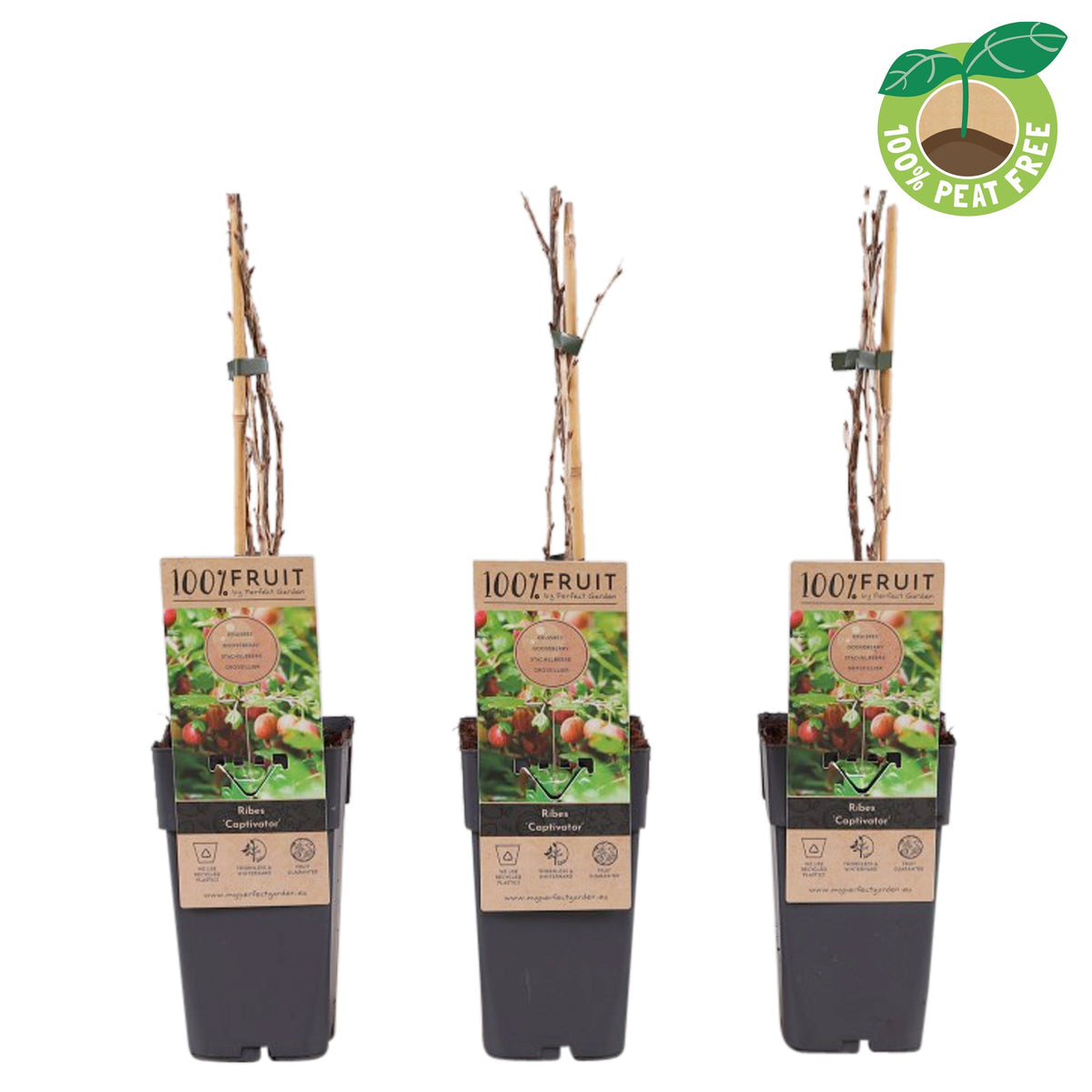 Ribes mix 50cm 15cm Pot