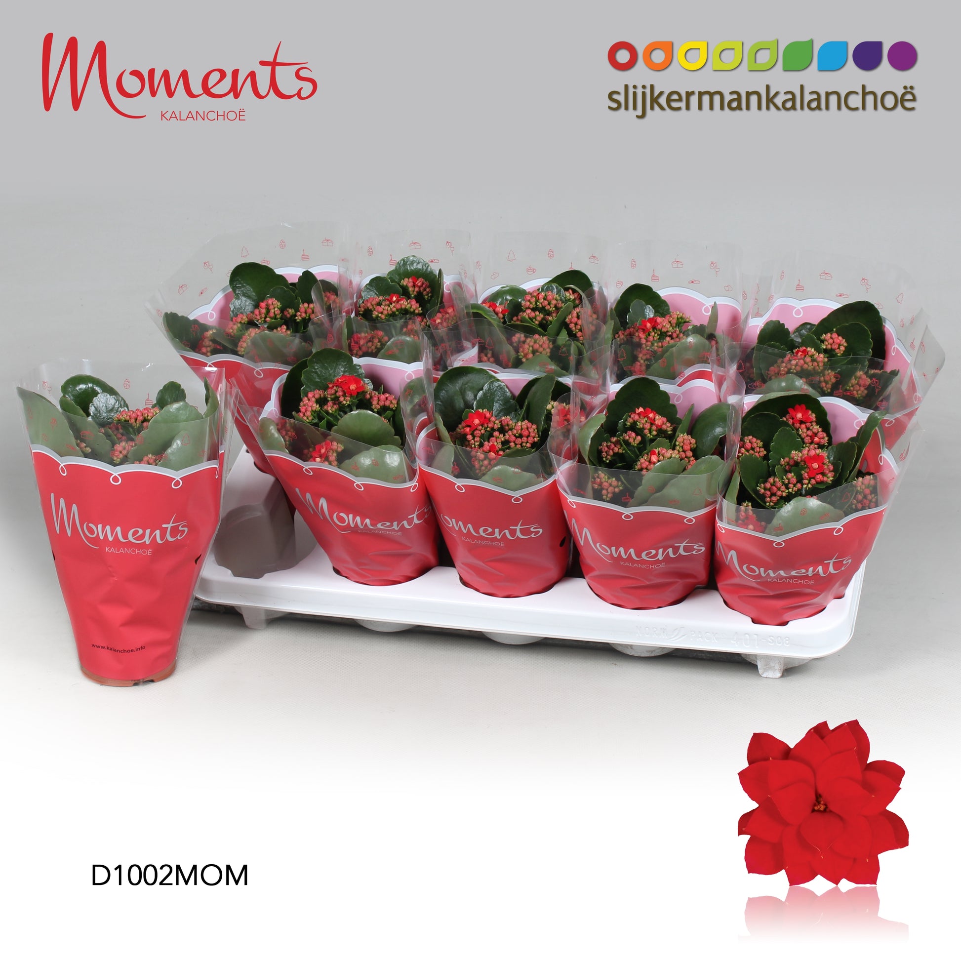 Kalanchoe Secret Red 23cm 510cm Pot
