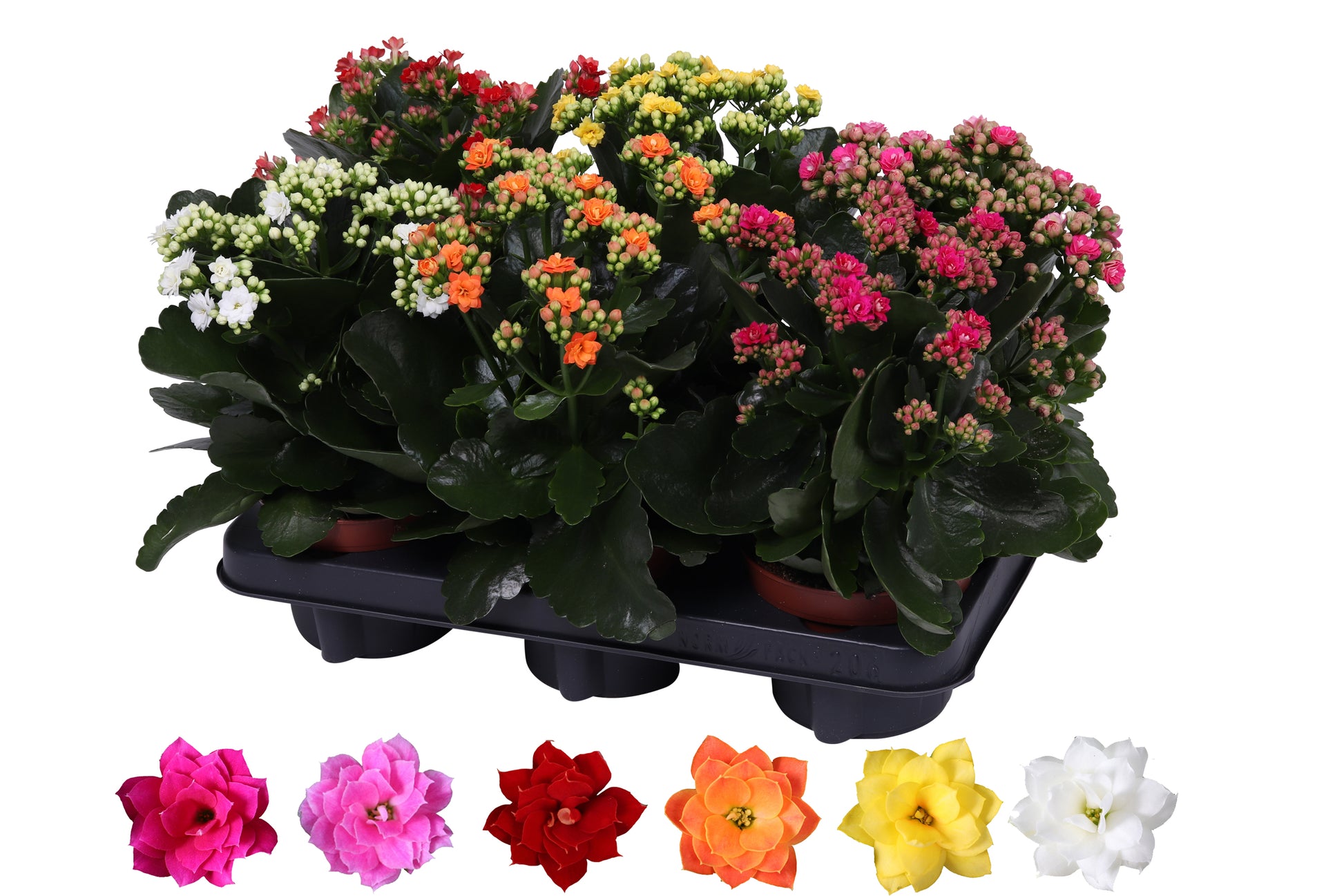 Kalanchoe Rosalina mix 27cm 12cm Pot