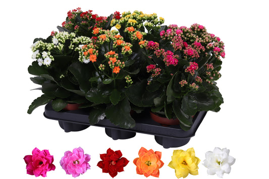 Kalanchoe Rosalina mix 27cm 12cm Pot