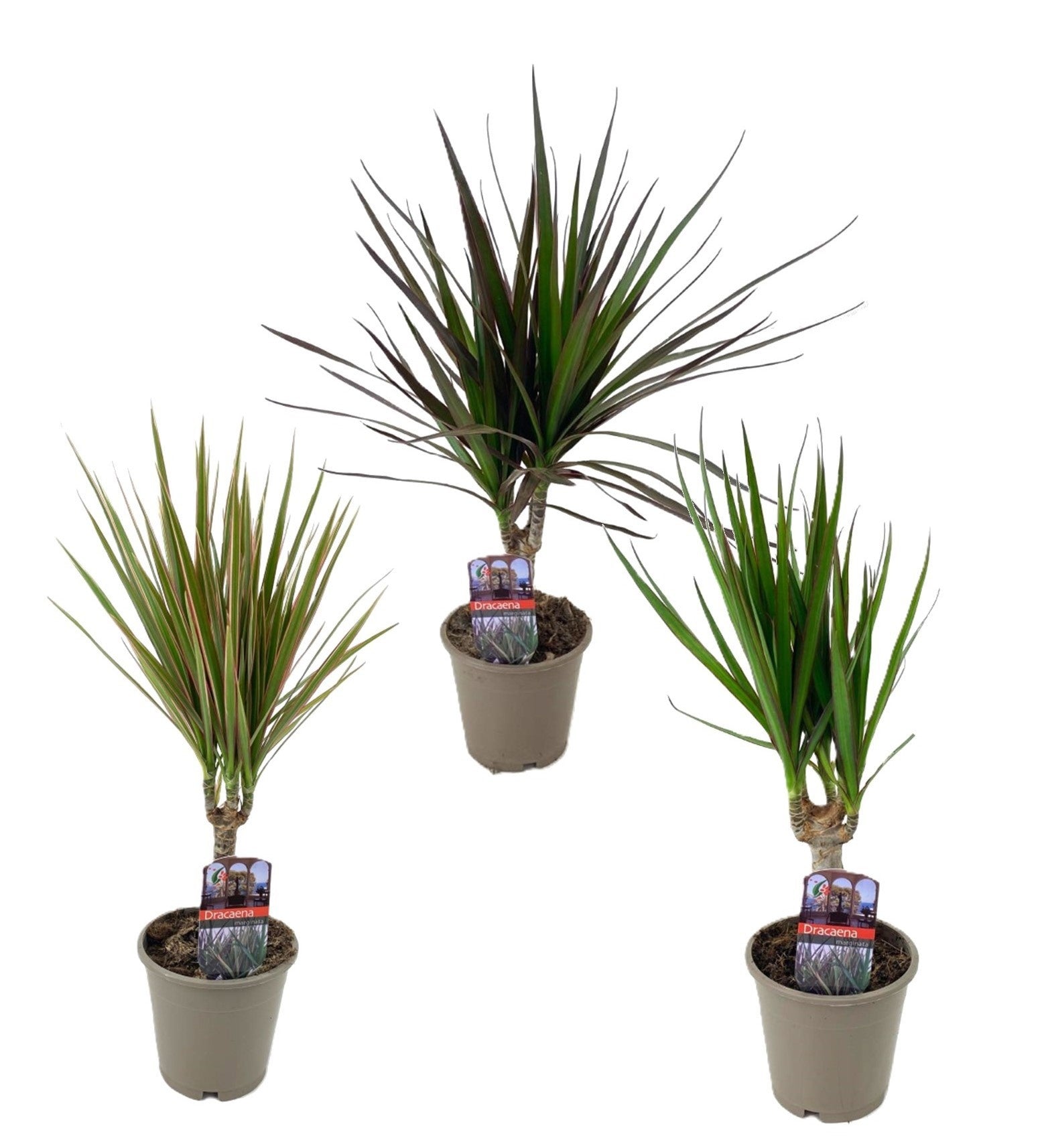 Dracaena mix 40cm 12cm Pot