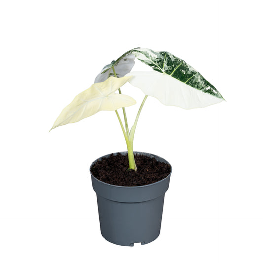 alocasia-frydeck-variagata-35cm-14cm-pot