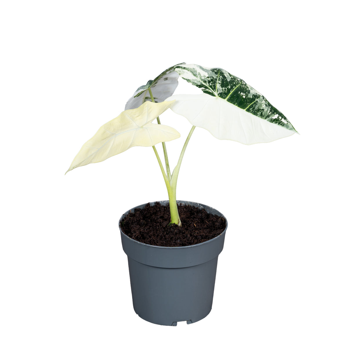 Alocasia amazonica 35cm 14cm Pot