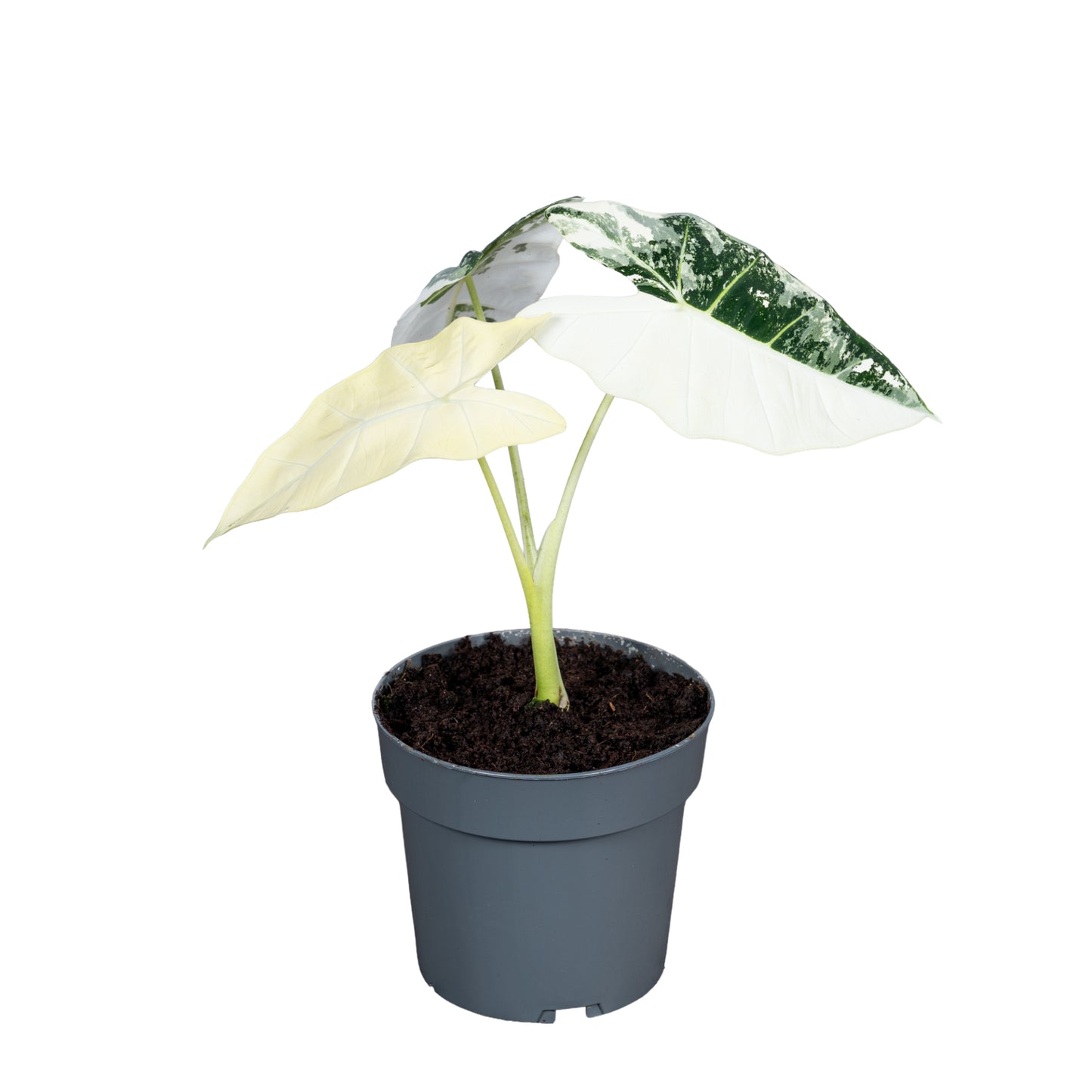 Ichtus Plants Alocasia Frydeck Variagata Pack of 4