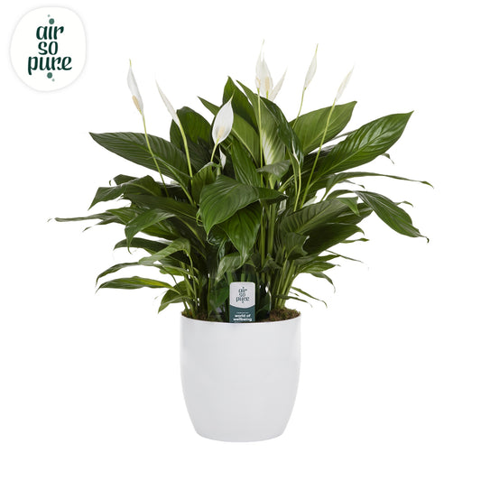 Spathiphyllum Bingo Cupido 70cm 27cm Pot
