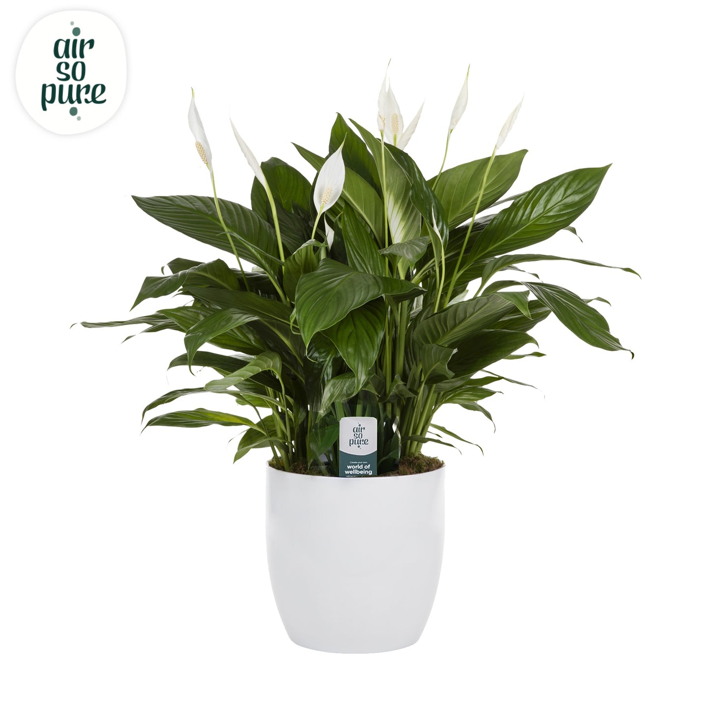Spathiphyllum Bingo Cupido 70cm 27cm Pot