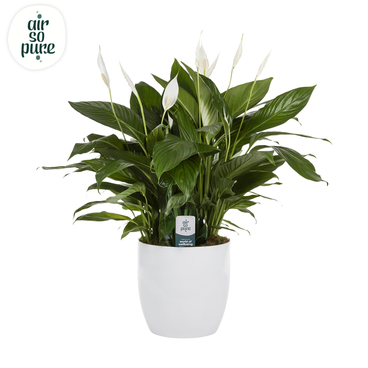 Spathiphyllum Bingo Cupido 70cm 27cm Pot