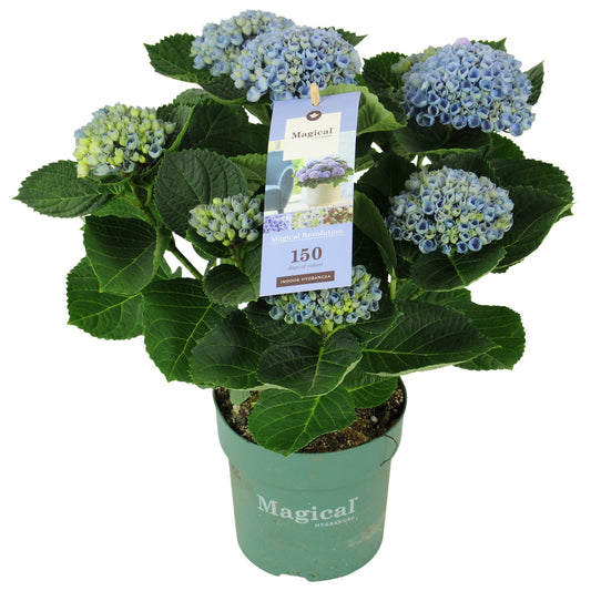 Hydrangea macrophylla Magical Revolution blue 35cm 14cm Pot