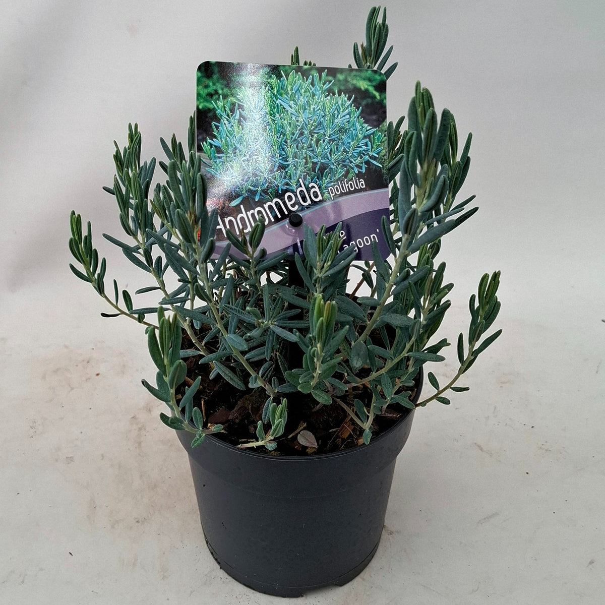 Andromeda polifolia 15cm 13cm Pot