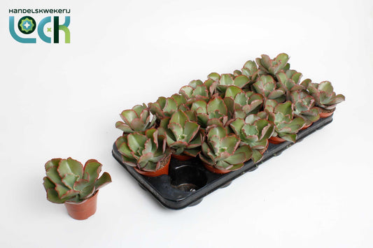 Echeveria Shaviana 10cm Special Pot (508)