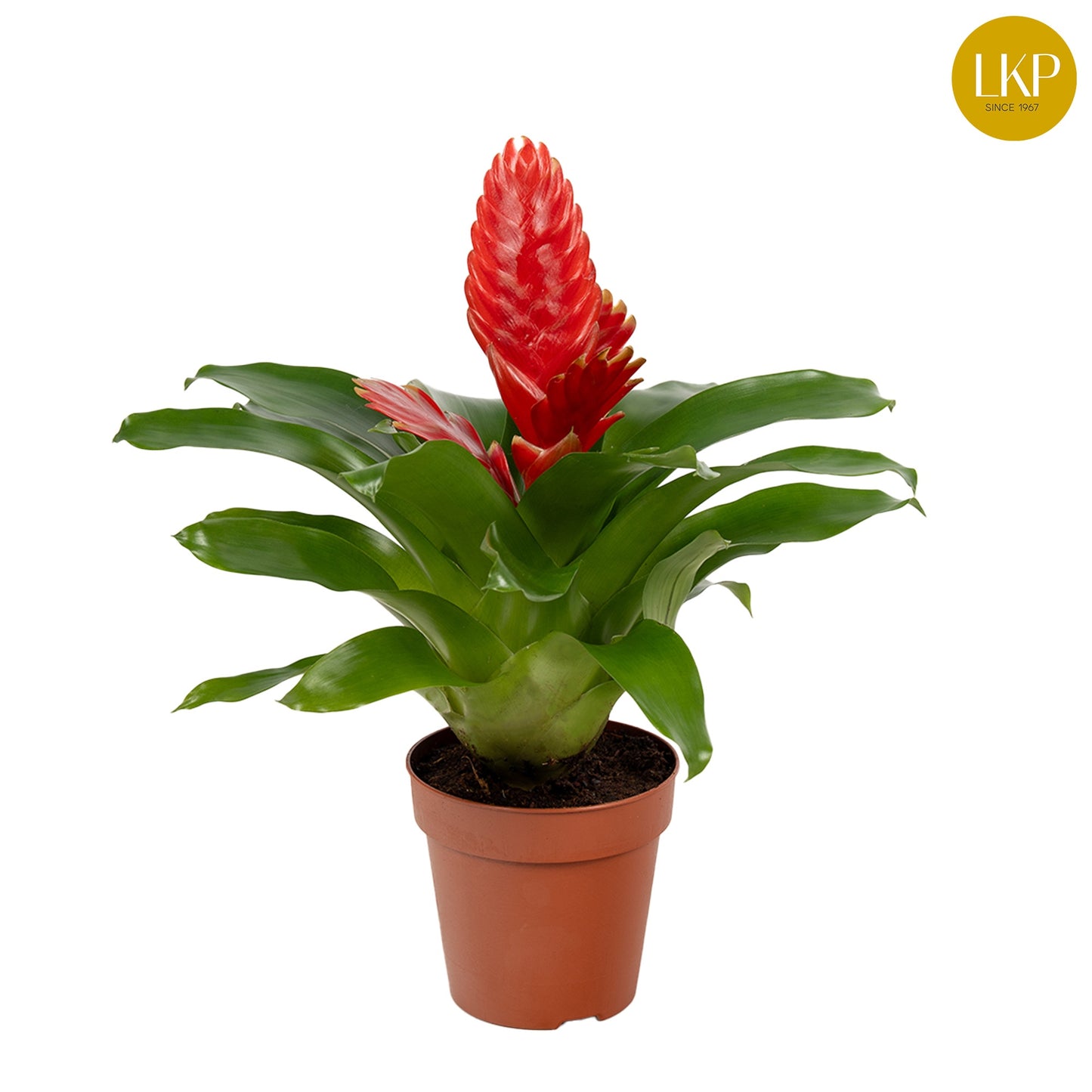 LKP plants Vriesea Christiane Pack of 11