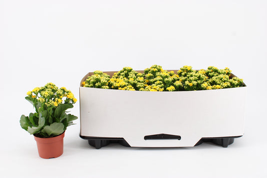 Kalanchoe Rosalina Don Amarillo 23cm 10.5cm Pot
