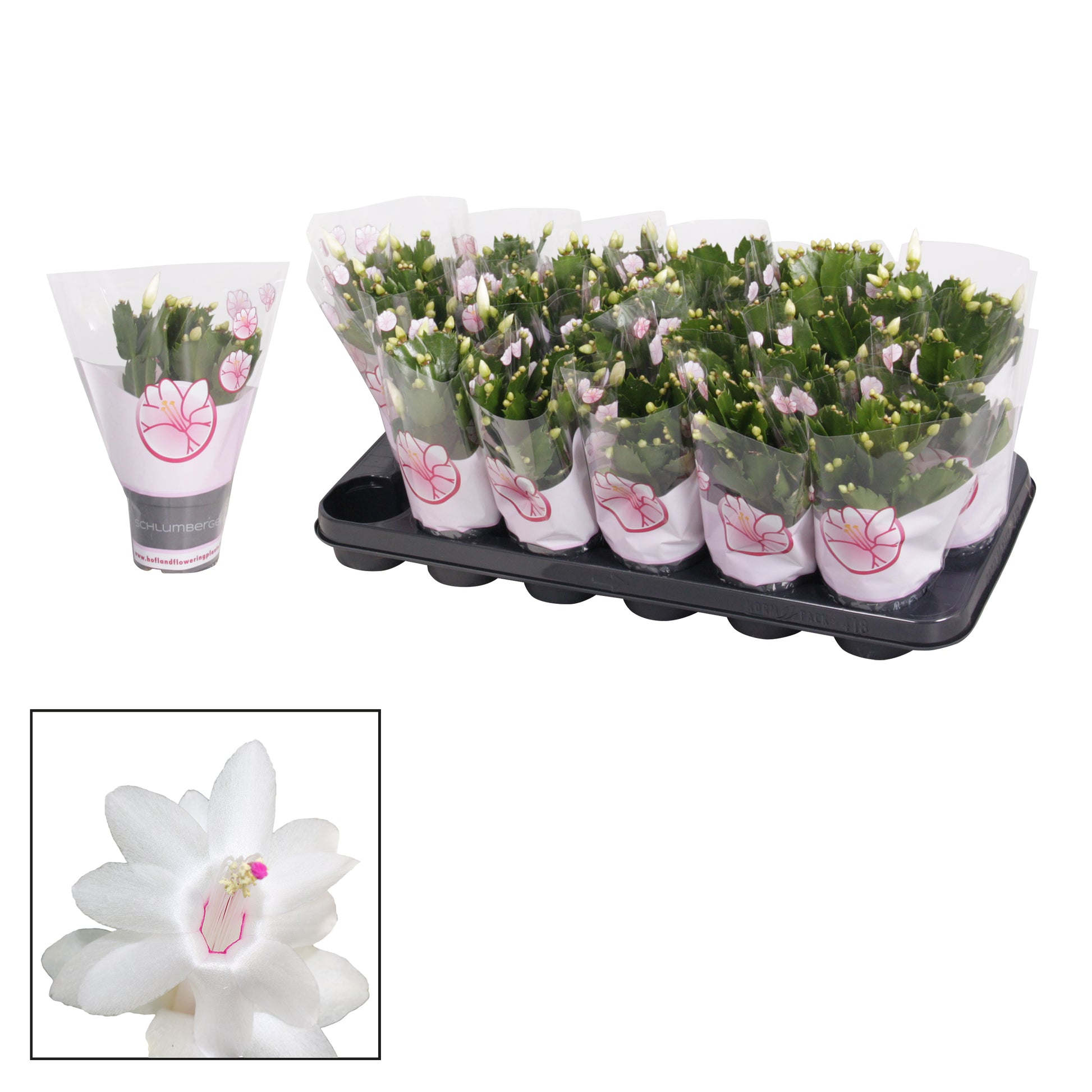 Hofland Flowering Plants Schlumbergera Witte Eva Pack of 24