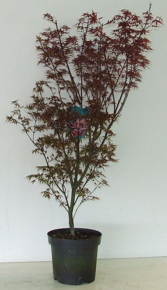 Acer Skeeters Broom 90cm 26cm Pot