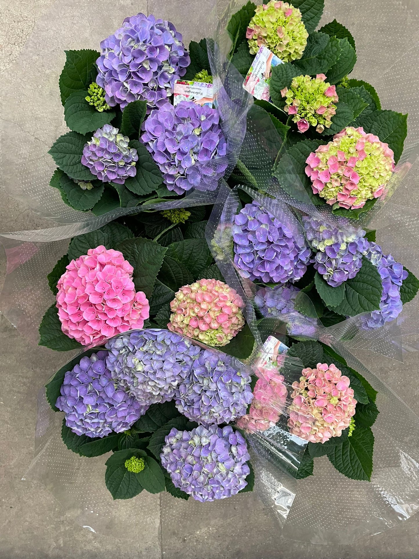 Hydrangea macrophylla Magical Revolution 45cm 14cm Pot