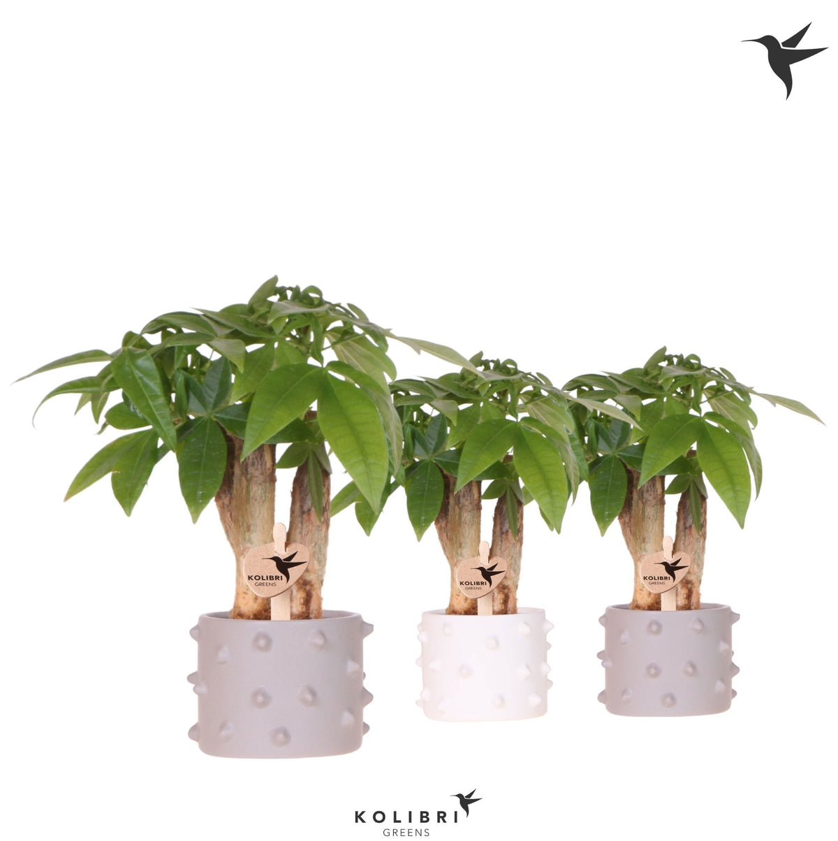 Pachira aquatica 20cm 6cm Pot