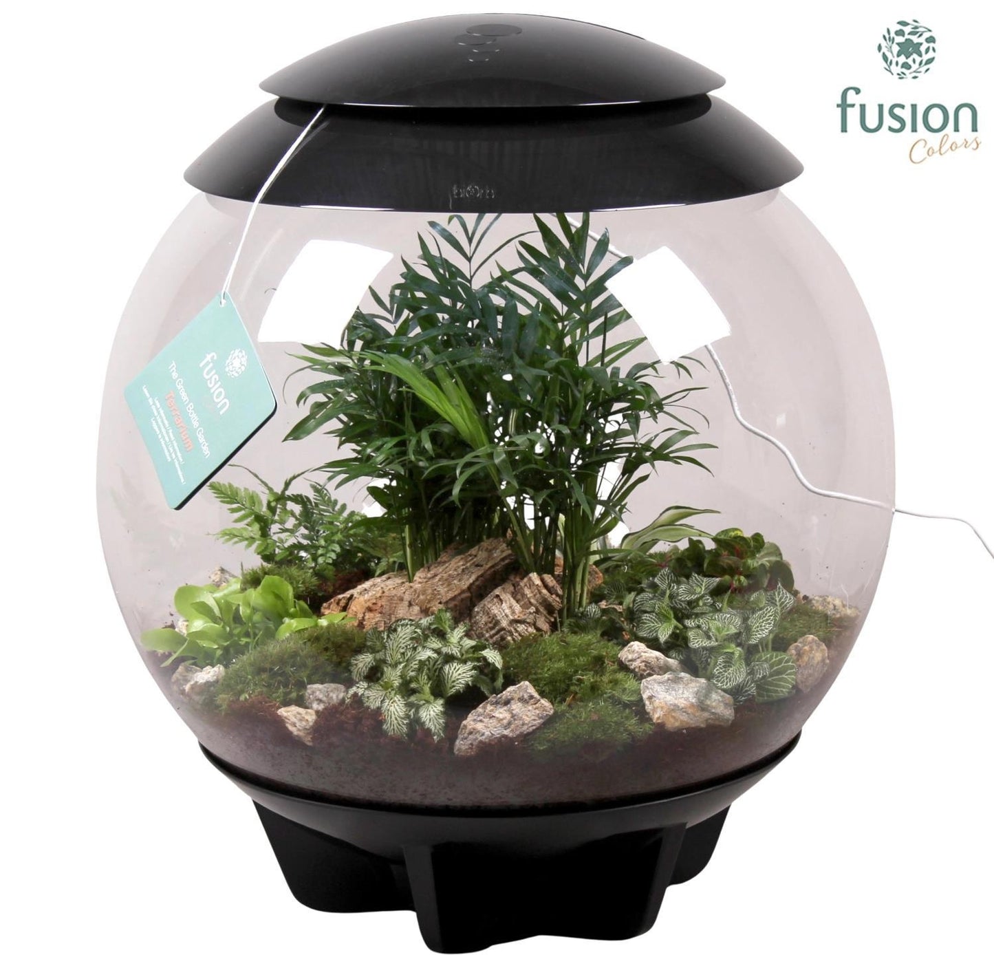 Terrarium XXL Exclusive zwart met arrangement groene planten 9pp 55cm 45cm Pot