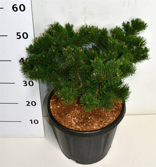 Pinus mugo Klostergrün 55cm 32cm Pot