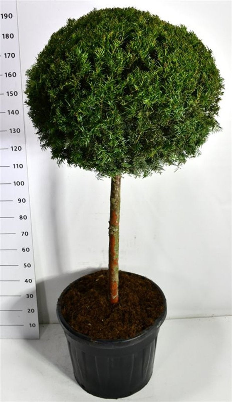 Taxus baccata 200cm 65cm Pot
