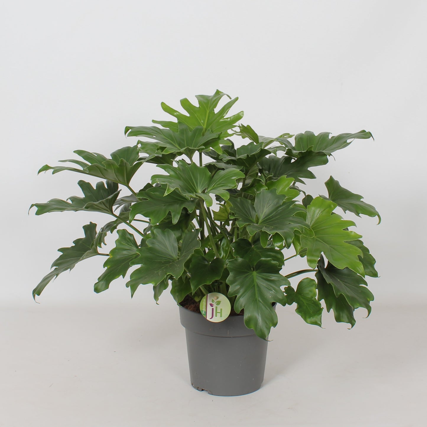 Heijnen Potplanten, J. Philodendron Little Hope Pack of 4