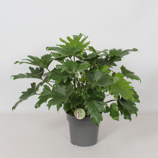 Heijnen Potplanten, J. Philodendron Little Hope Pack of 4