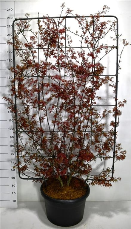 Acer Skeeters Broom 250cm 52cm Pot
