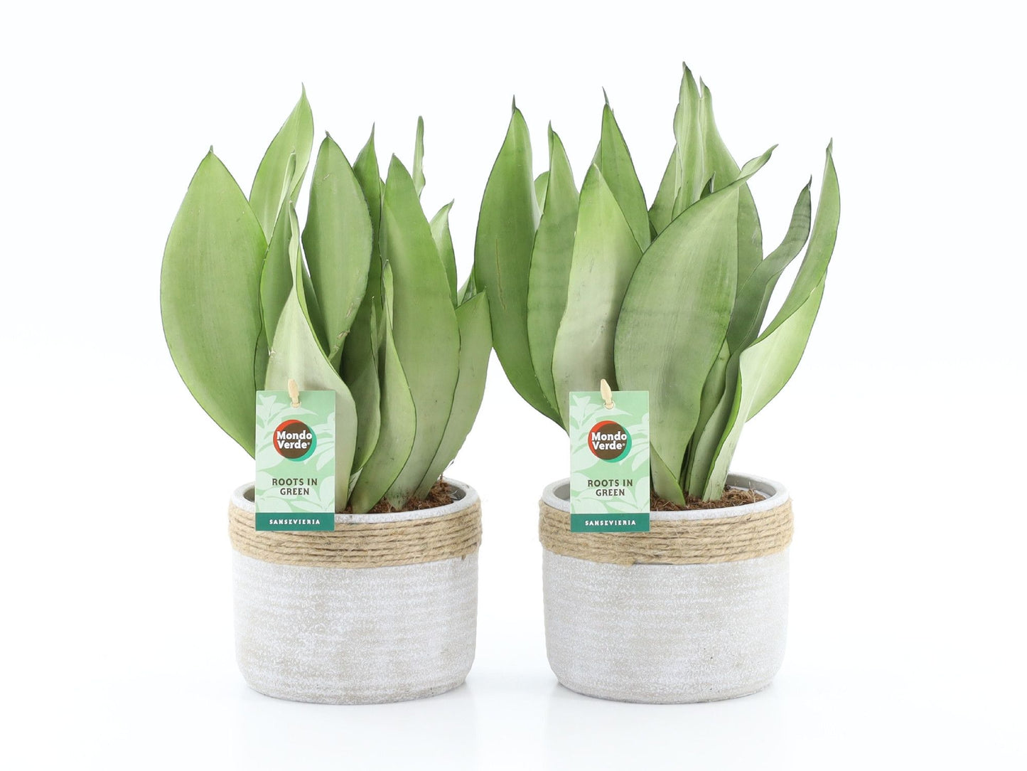 Sansevieria Moonshine 35cm 13cm Pot