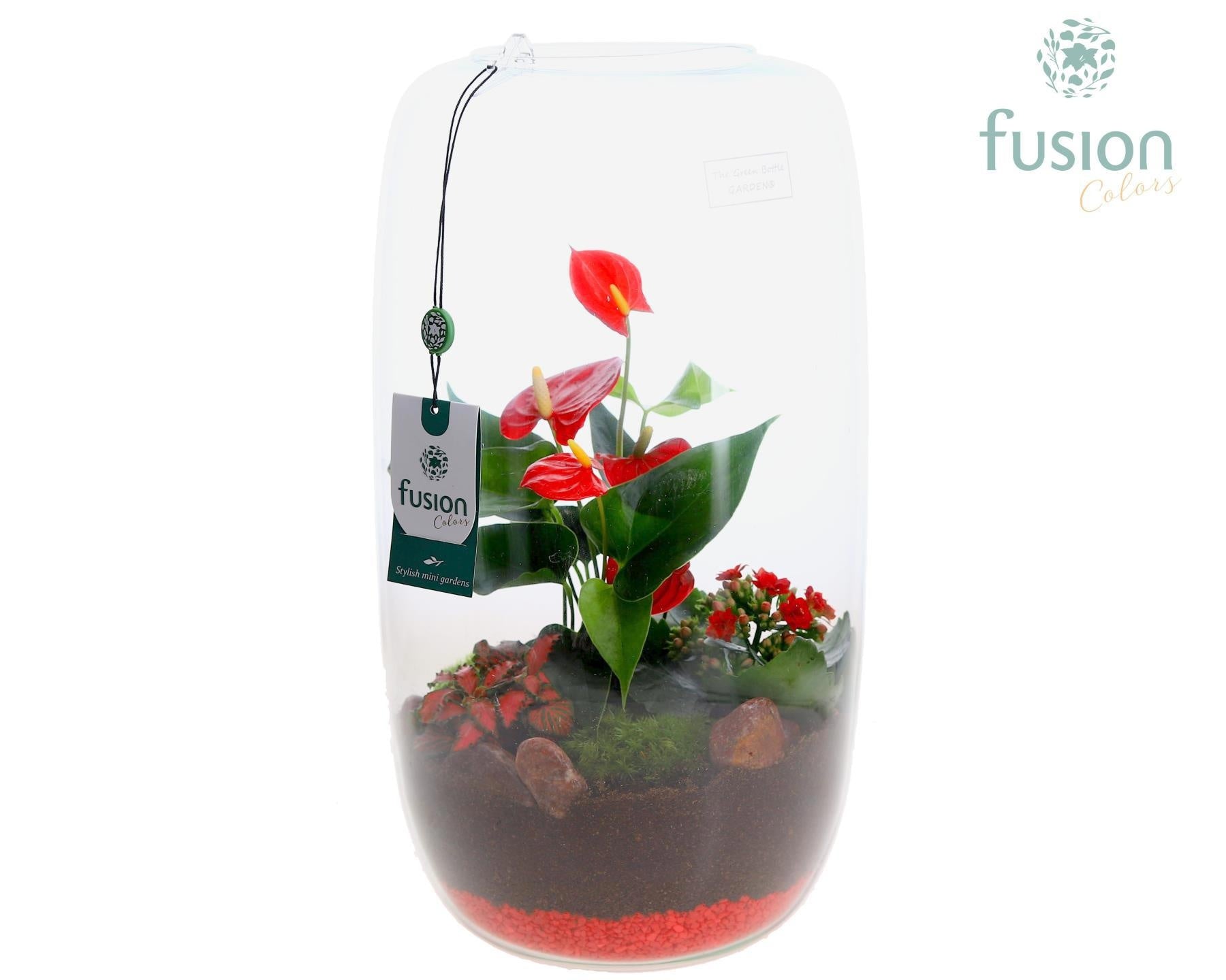 Green Bottle Isabella XXLarge Anthurium Arrangement D23 3pp 43cm 25cm Pot