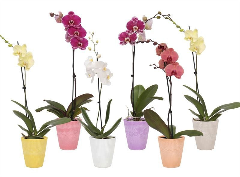 Phalaenopsis mix 55cm 12cm Pot