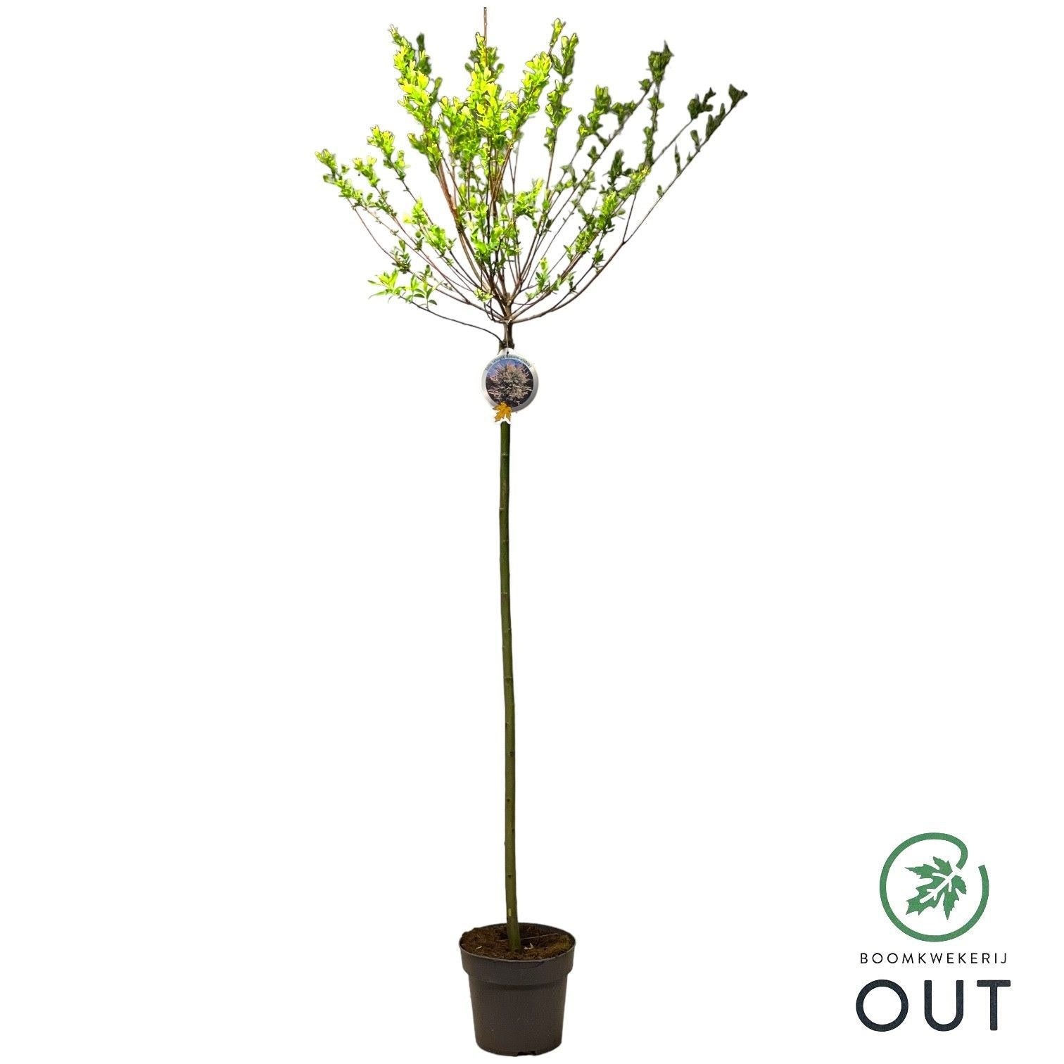 Salix integra Hakuro Nishiki 170cm 26cm Pot