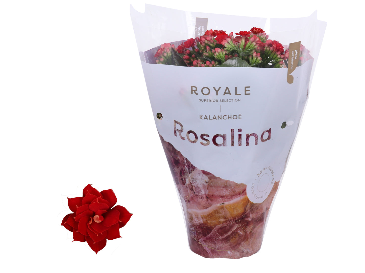 Kalanchoe Rosalina Don Justino 27cm 12cm Pot