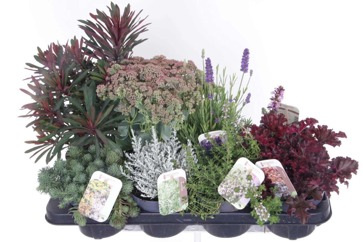 Perennials mix 45cm 13cm Pot