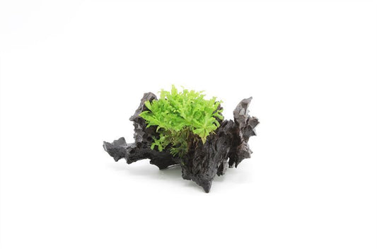 Pogostemon helferi 10cm 2cm Pot