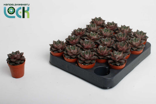 Lock, Handelskwekerij Echeveria Purpusorum Pack of 20