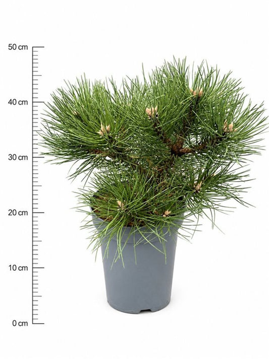 Pinus nigra Nana 30cm 23cm Pot
