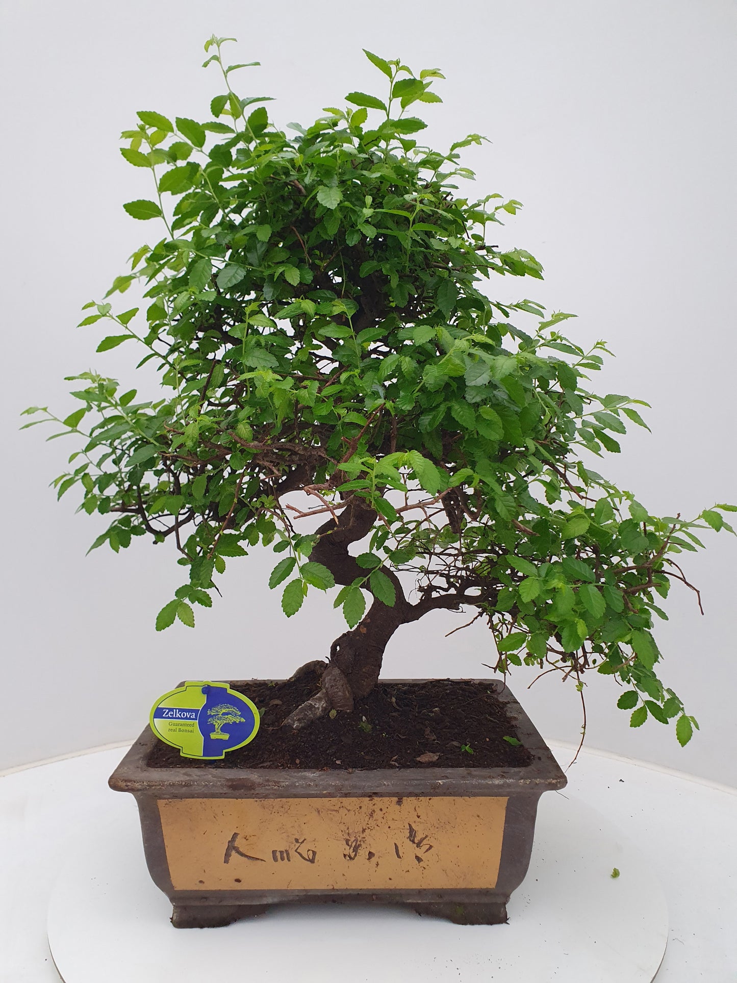Zelkova sp. Bonsai 55cm 31cm Pot