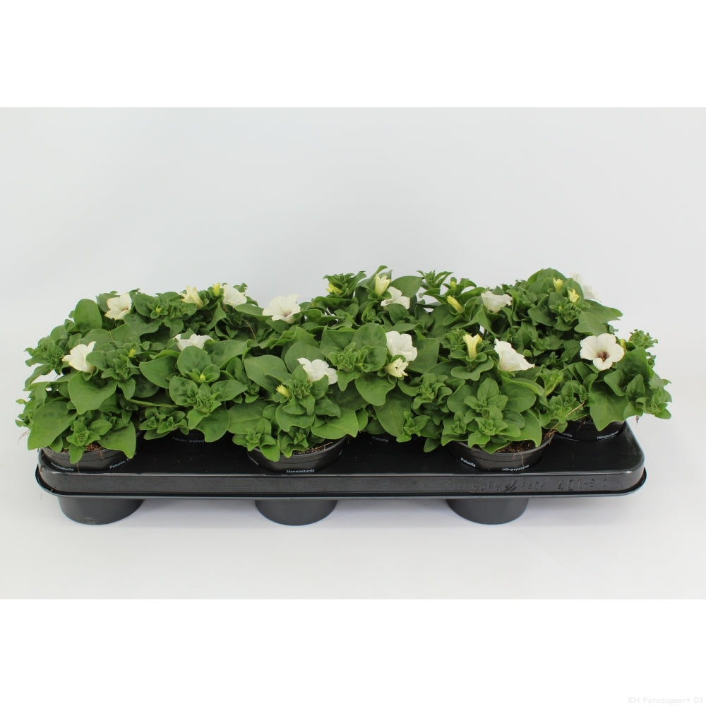 Petunia Surfinia White 15cm 510cm Pot