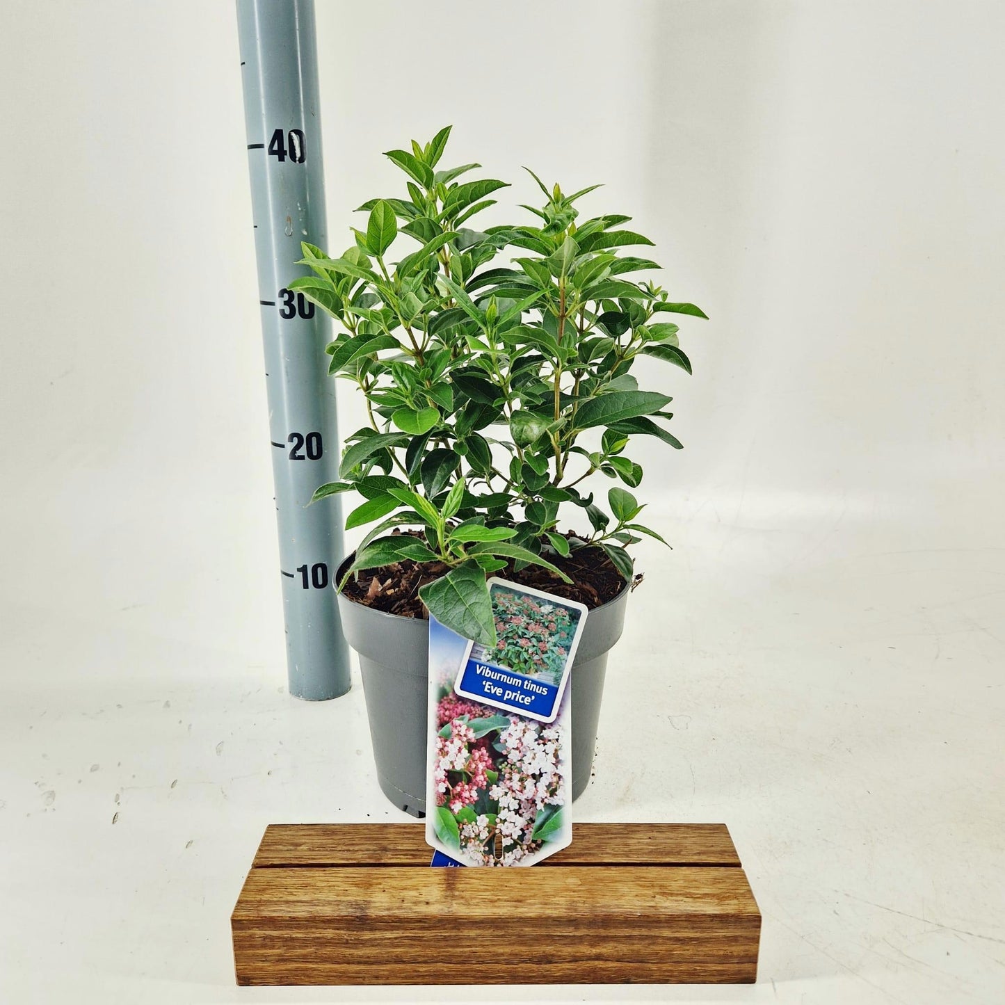 Viburnum tinus Eve Price 50cm 19cm Pot
