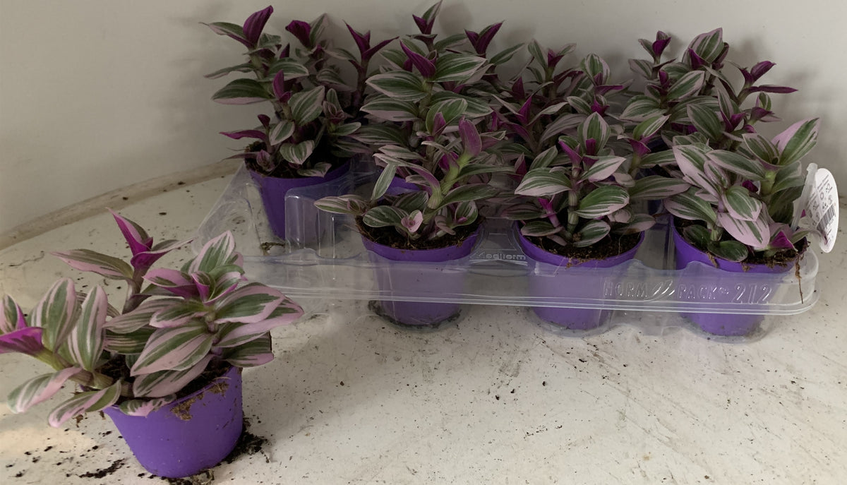 Tradescantia Nanouk 7cm Pot