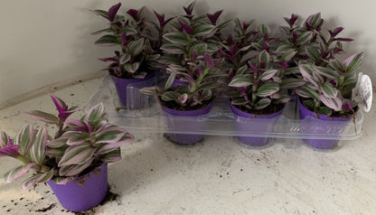 Tradescantia Nanouk 7cm Pot