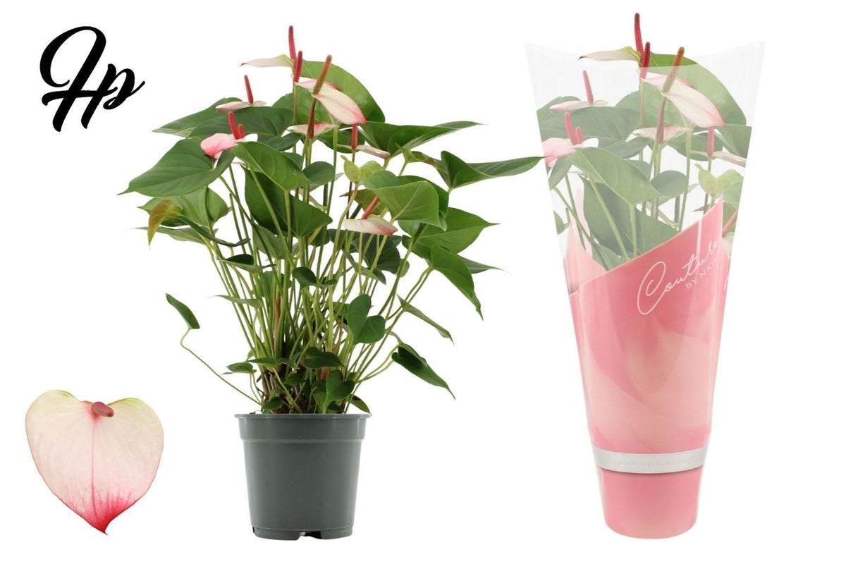 Anthurium Princess Amalia Elegance 57cm 17cm Pot