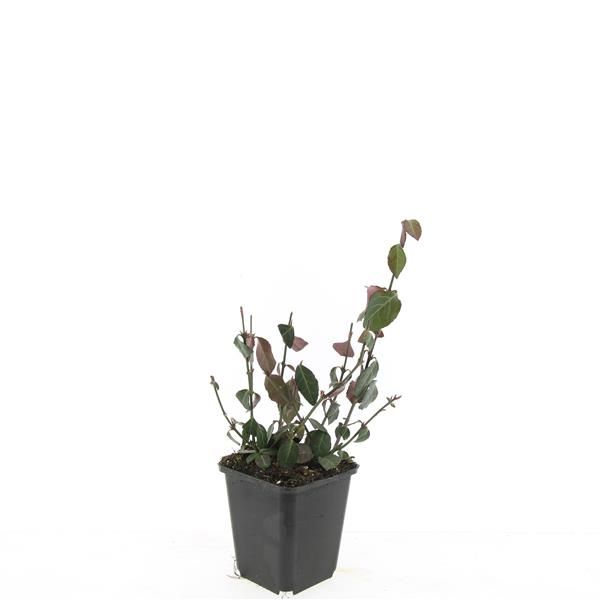Euonymus Coloratus 15cm 9cm Pot