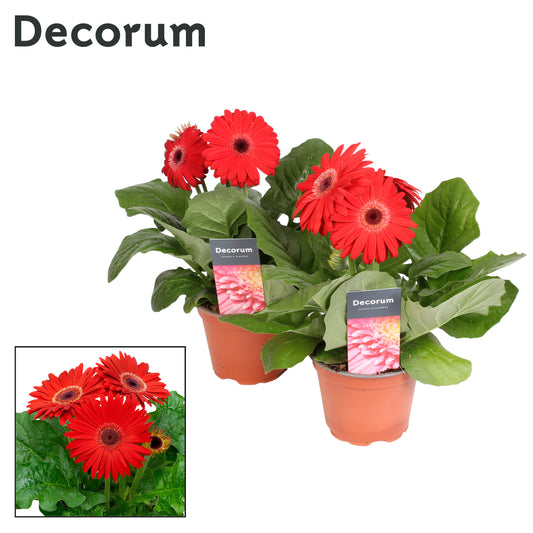 Gerbera red decorum 22cm 12cm Pot