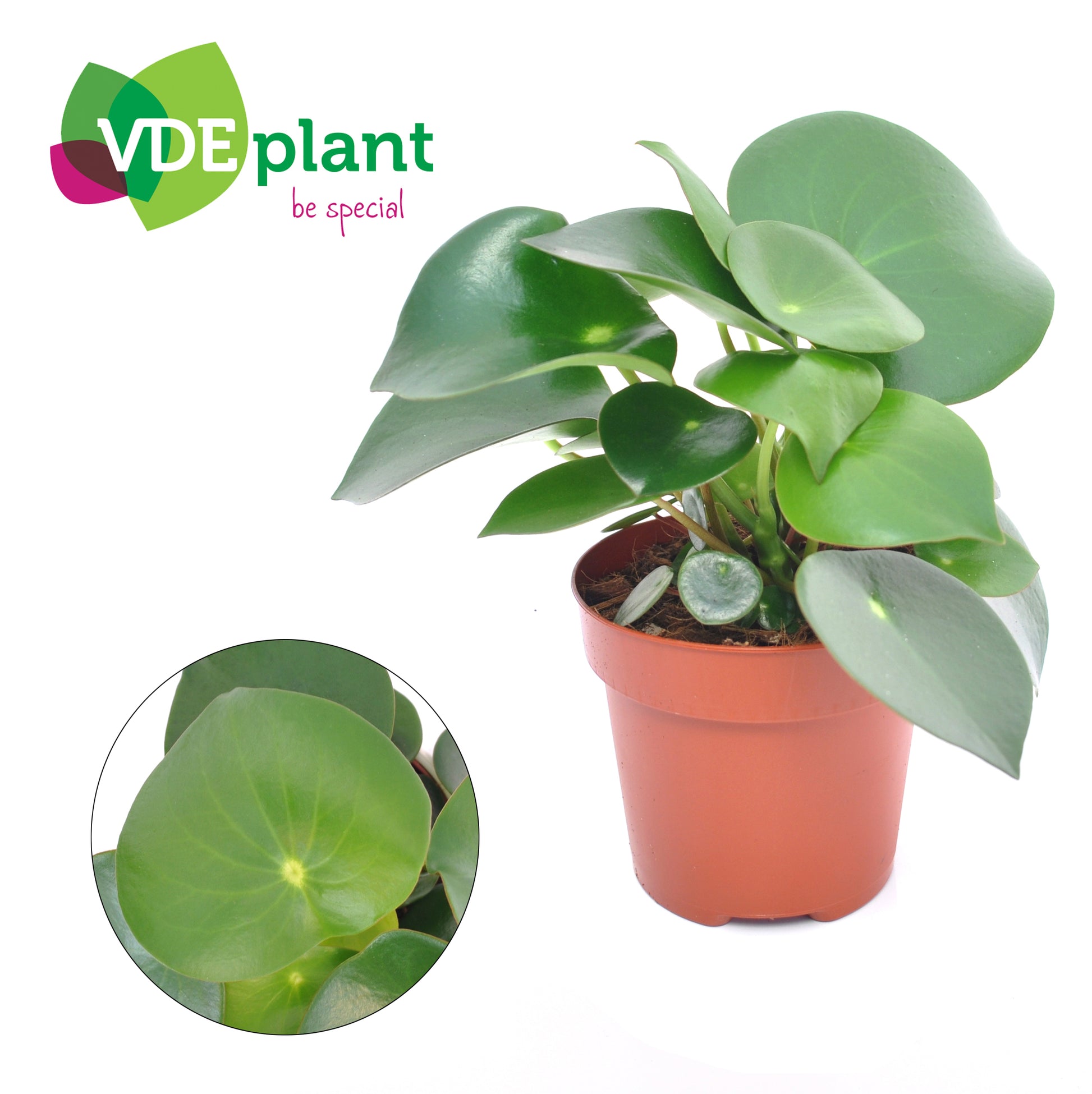 Peperomia Raindrop 20cm 12cm Pot