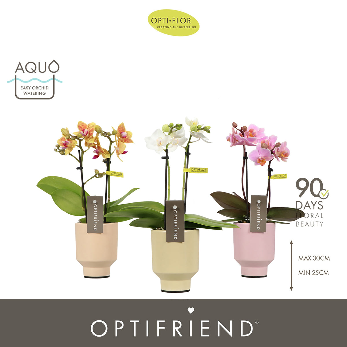 Phalaenopsis mix 25cm 7cm Pot
